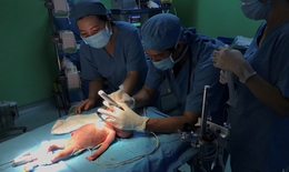 Mổ tim hở thành công cho bé sinh non chỉ nặng 1,6kg