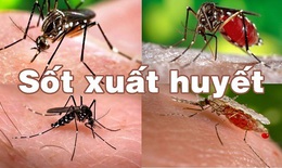 Hà Nội: mưa nhiều, hết sức cẩn trọng với bệnh sốt xuất huyết