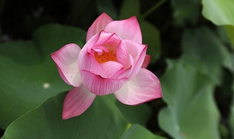 Nét thanh cao của hoa sen