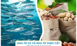 Sự khác biệt lớn giữa DHA từ cá và DHA từ thực vật