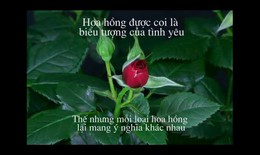 &#221; nghĩa của mỗi loại hoa hồng