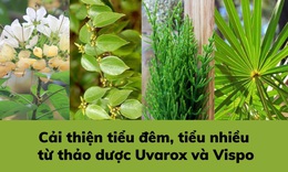 Cải thiện tiểu đ&#234;m, tiểu nhiều lần nhờ sự hỗ trợ của th&#224;nh phần thi&#234;n nhi&#234;n chứa Vispo v&#224; Uvarox