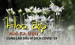 Hoa đẹp &#39;h&#225;i ra tiền&#39; lao đao v&#236; dịch COVID-19