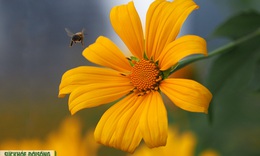 D&#227; quỳ bung sắc v&#224;ng rực rỡ giữa Thủ đ&#244;, du kh&#225;ch m&#234; mẩn