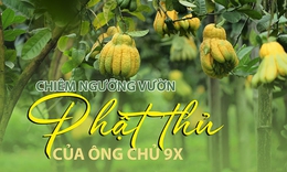 Chi&#234;m ngưỡng vườn phật thủ sai l&#250;c lỉu của &#244;ng chủ 9X