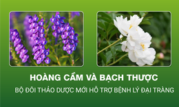 B&#237; mật từ bộ đ&#244;i thảo dược ho&#224;ng cầm, bạch thược