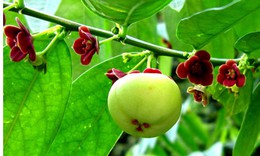 4 loại rau dưỡng phế âm giải nhiệt tà, chống tái phát cho người bệnh COVID-19