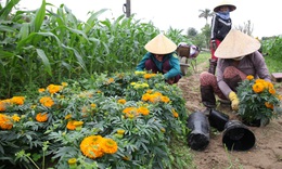 Nghệ An: L&#224;ng hoa tất bật, nhộn nhịp v&#224;o vụ Tết