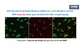 B&#224;o tử lợi khuẩn: Giải ph&#225;p mới bảo vệ đường h&#244; hấp 