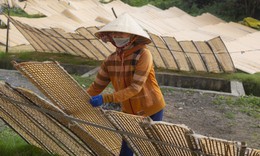  Làng nghề bánh tráng trăm tuổi tất bật vụ Tết