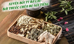 B&#224;i thuốc cổ phương 300 năm chữa ho từ gốc