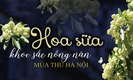 Hoa sữa khoe sắc nồng n&#224;n m&#249;a thu H&#224; Nội