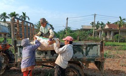 Người n&#244;ng d&#226;n lao đao v&#236; h&#224;ng trăm ha sắn c&#243; nguy cơ mất trắng sau mưa lũ