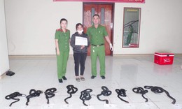 Bắt người phụ nữ vận chuyển 9 cá thể rắn hổ mang chúa