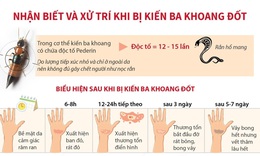 Nhận biết v&#224; xử tr&#237; khi bị kiến ba khoang đốt