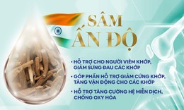 Giải pháp hỗ trợ cho người bị xương khớp từ sâm Ấn Độ