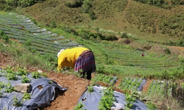 H&#224; Giang: Th&#250;c đẩy ph&#225;t triển c&#226;y dược liệu gắn liền ph&#225;t triển kinh tế x&#227; hội