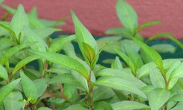 Ăn rau răm c&#243; l&#224;m yếu sinh l&#253;?