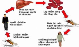 Vaccine công nghệ mRNA có thể giúp phòng sốt rét hiệu quả