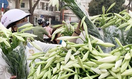 Hoa loa k&#232;n đầu m&#249;a, gi&#225; th&#224;nh kh&#225; cao nhưng chị em H&#224; th&#224;nh vẫn tấp nập đặt mua