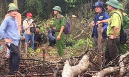 H&#224;ng chục ha rừng tự nhi&#234;n bị x&#226;m hại 