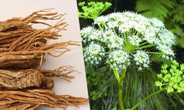 5 bài thuốc chữa đau dạ dày do vị nhiệt