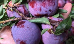 Trồng duy nhất trên 1 quả núi ở Sơn La, loại mận ‘cherry Việt Nam' siêu đắt khách