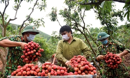 Vải thiều Hải Dương được m&#249;a được gi&#225;, vươn xa ra thế giới