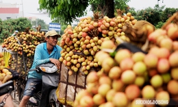 Vải thiều Thanh H&#224; ch&#237;n sớm được m&#249;a, người d&#226;n phấn khởi mang đi ti&#234;u thụ 