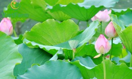 Ch&#225;o l&#225; sen giải nhiệt, cải thiện mỡ m&#225;u
