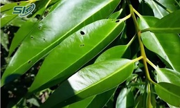Uống nước vối có hại thận, yếu sinh lý như lời đồn?