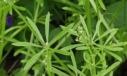 T&#225;c dụng chữa bệnh của c&#226;y vấn vương