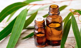Lợi ích bất ngờ từ dầu khuynh diệp và lưu ý khi sử dụng