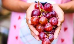 Nghiên cứu mới: Ăn nho có thể kéo dài thêm 5 năm tuổi thọ và giảm nguy cơ mắc bệnh Alzheimer