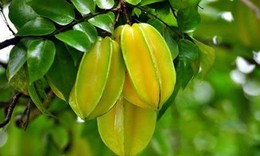 Khế - vị thuốc trị nóng sốt, mẩn ngứa