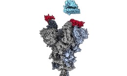 Nghi&#234;n cứu mới: Ph&#225;t hiện ra &#39;điểm yếu&#39; tr&#234;n c&#225;c biến thể COVID-19