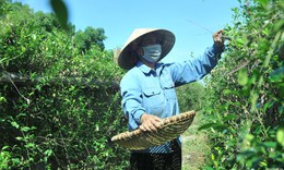 H&#224;ng ngh&#236;n c&#226;y dược liệu qu&#253; hiếm ở Nghệ An được bảo tồn v&#224; tạo sinh kế cho đồng b&#224;o c&#225;c d&#226;n tộc