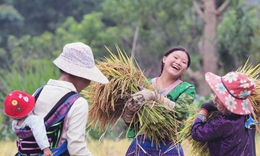 Tả L&#232;ng &#243;ng ả những &#39;hạt v&#224;ng&#39;