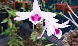Lan đột biến hết thời, rẻ như rau: Người từng dốc tiền tỷ chơi hoa nói gì?