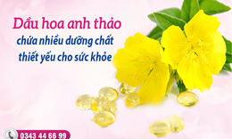 Dầu hoa anh thảo - M&#243;n qu&#224; cho sức khỏe v&#224; sắc đẹp phụ nữ