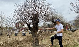 Thị trường Tết Hải Ph&#242;ng: Nơi ngay ng&#225;y lo hoa mất m&#249;a, chốn thở ph&#224;o v&#236; gi&#225; đ&#224;o tăng