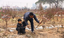 &#39;Số phận&#39; những c&#224;nh đ&#224;o sau đ&#234;m 30 Tết