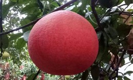 Độc lạ với làng trồng bưởi đỏ duy nhất tại Hà Nội