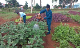 Sư đoàn 377 tổ chức sản xuất mô hình vườn ao chuồng để đảm bảo đời sống bộ đội