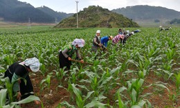 Quy định mới về hỗ trợ đất sản xuất v&#224; chuyển đổi nghề cho hộ đồng b&#224;o d&#226;n tộc thiểu số ngh&#232;o