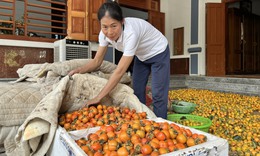 &#39;Thủ phủ&#39; trồng hồng ở xứ Nghệ rộn r&#224;ng đ&#243;n kh&#225;ch du lịch