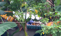 Nam nhân viên tử vong thương tâm khi sửa chữa dây mạng