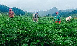 C&#225;ch n&#224;o ph&#225;t triển c&#244;ng nghiệp dược liệu ở Việt Nam?