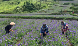 Người H’M&#244;ng ở L&#224;o Cai trồng dược liệu x&#243;a ngh&#232;o
