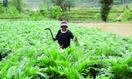 Chuyện trồng dược liệu của đồng bào người Dao trên nẻo cao Hà Giang